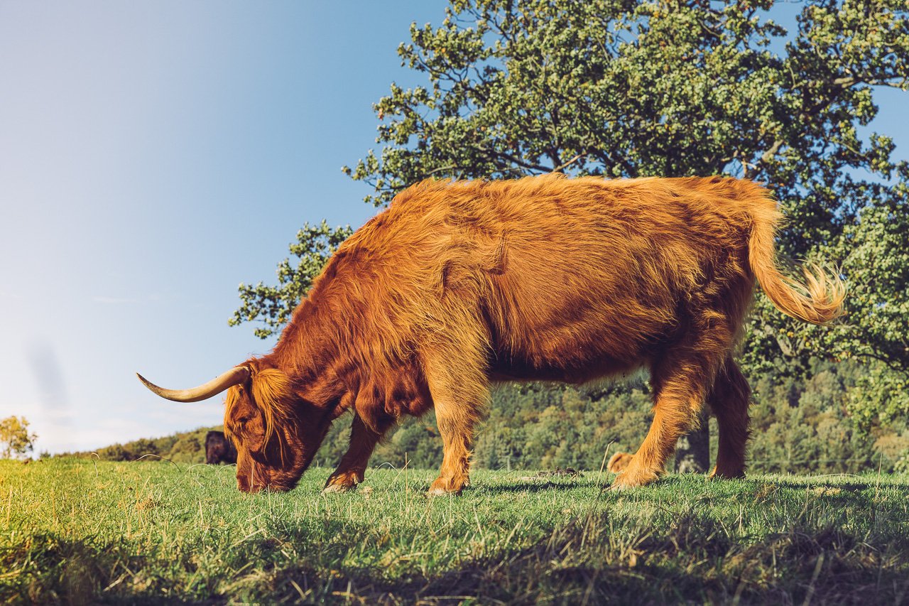 Highland Cow - Lake District, England | Travel Guide by HonestlyYUM