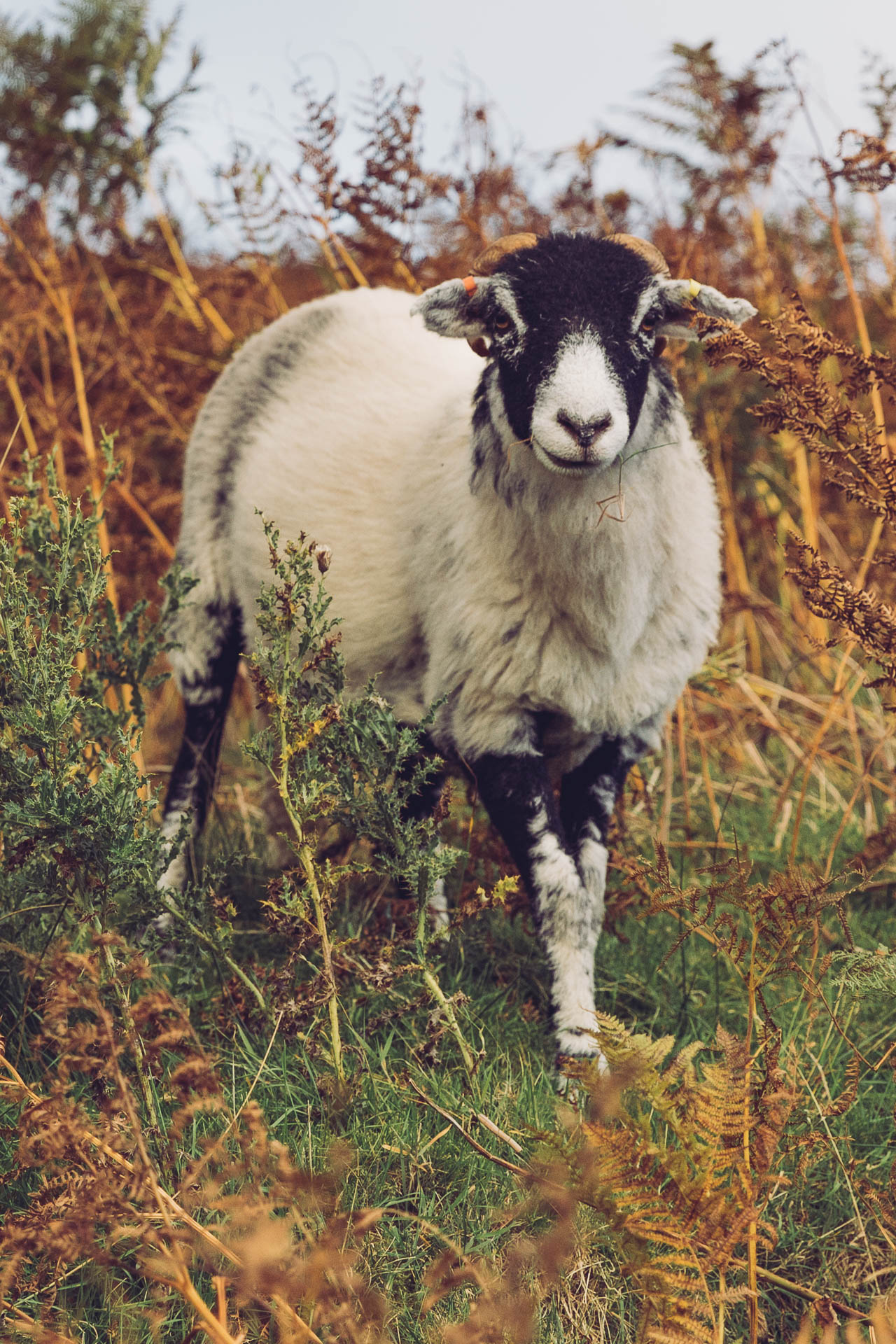 Sheep! Lake District, England | Travel Guide by HonestlyYUM