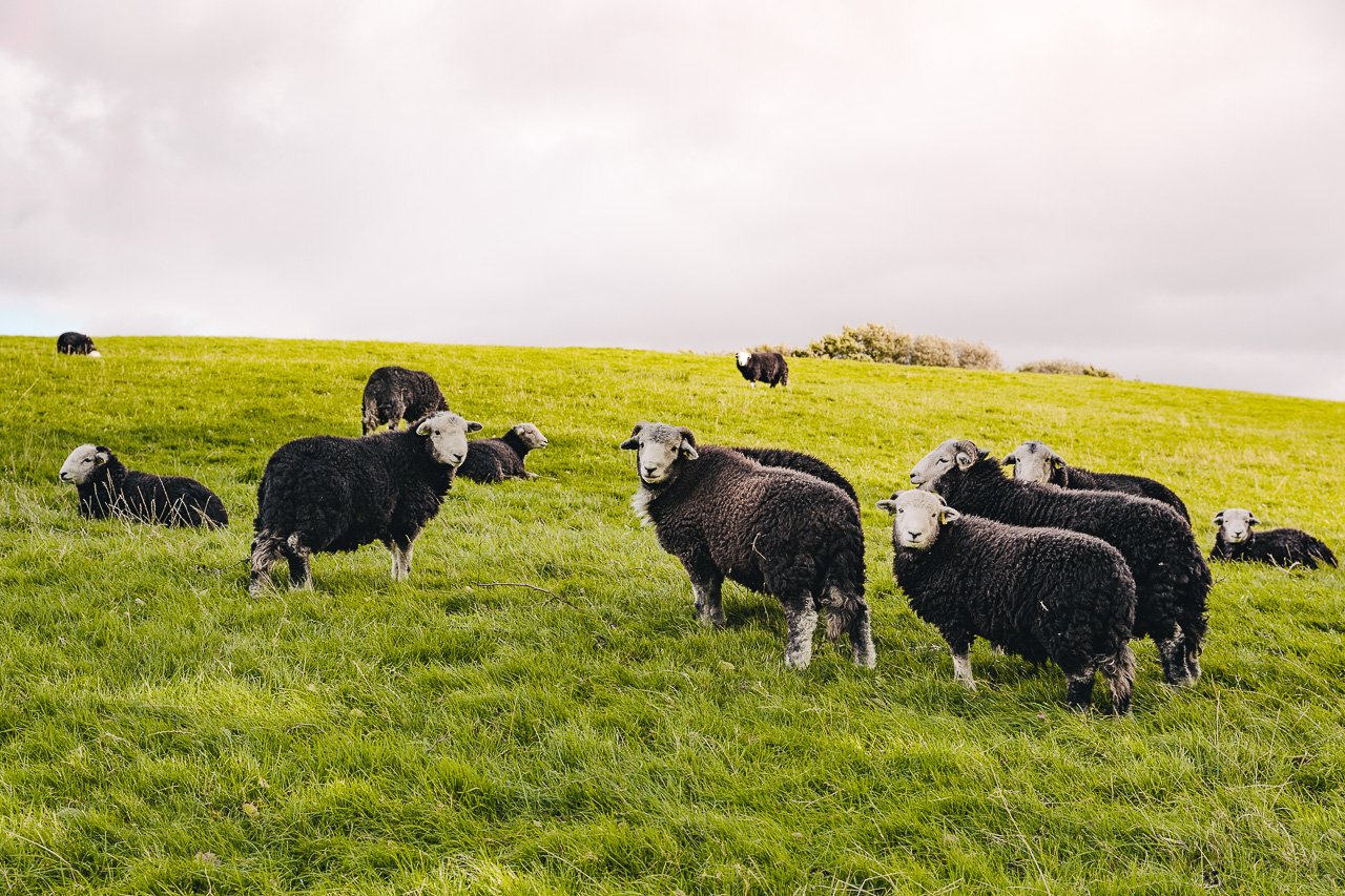 Sheep! Lake District, England | Travel Guide by HonestlyYUM